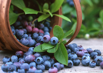 藍莓飲料那里有生產的
